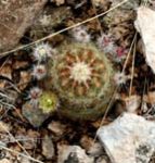 Barrel cactus 2