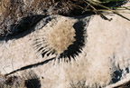 Copy of Rock fossil