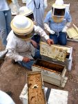hive transfer 4