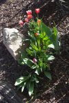 sm tulip evening
