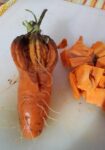 lae season carrot